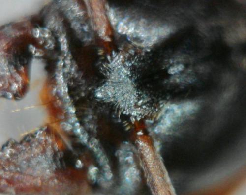 Brachyponera sennaarensis